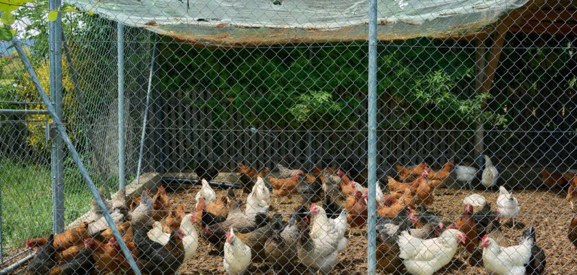 DIY chicken coop and run