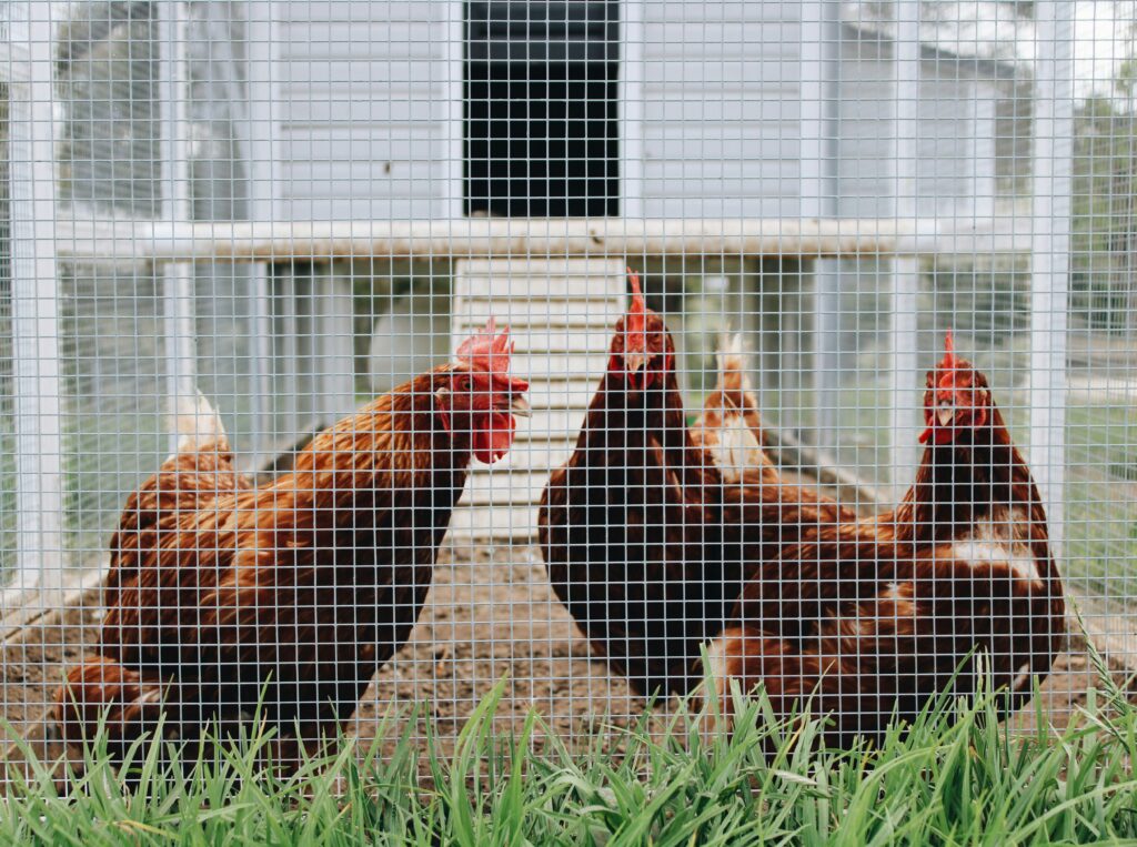 How to make a chicken coop