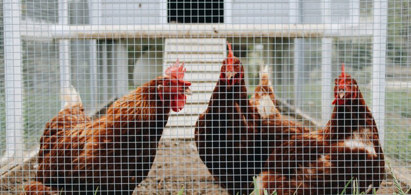 How to insulate a chicken coop