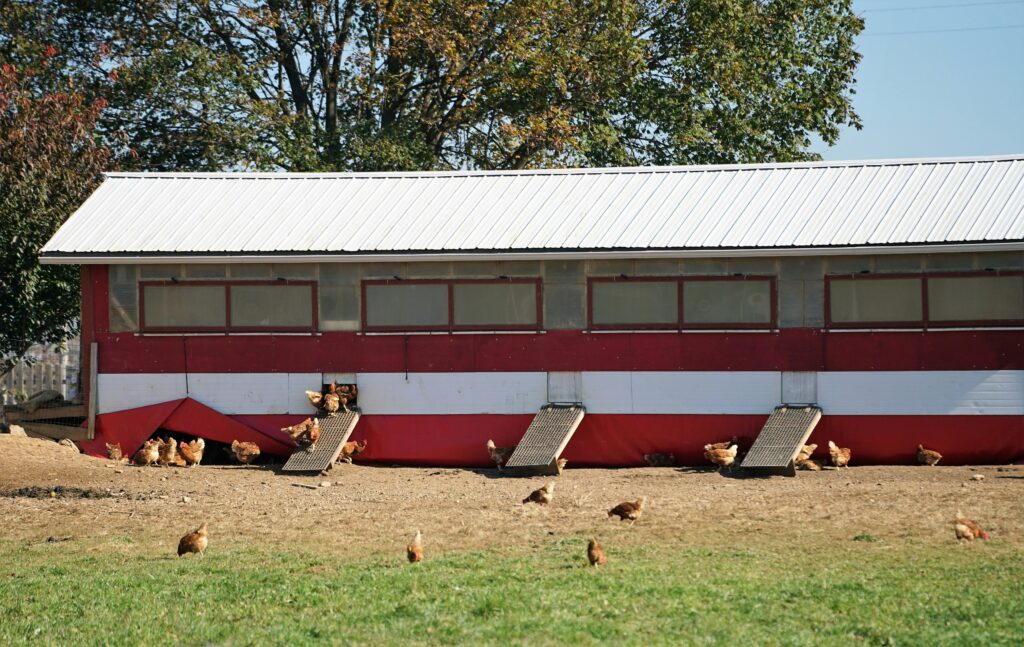 Mobile chicken coop for sale