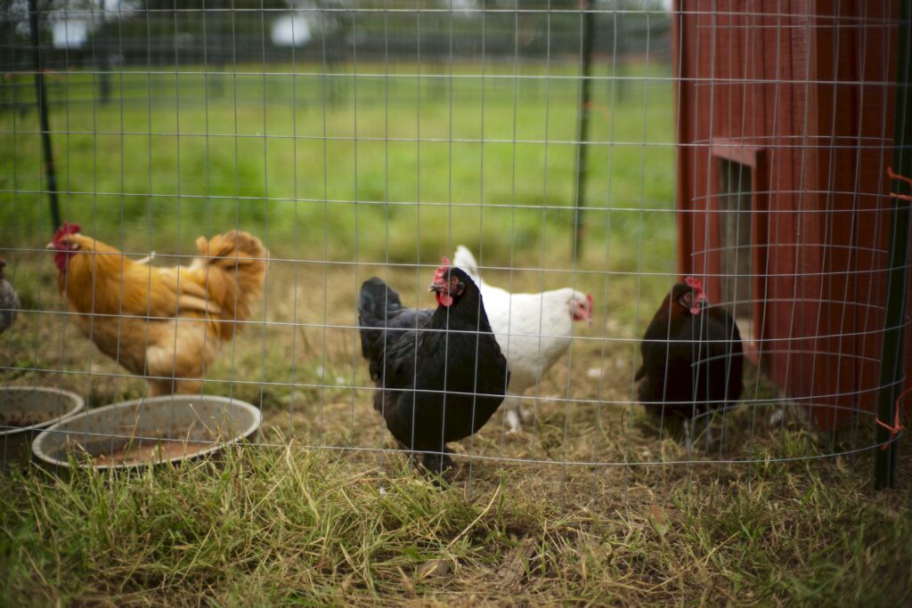 How to make a chicken coop